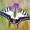 Aesthetic Swallowtail paint by numbers