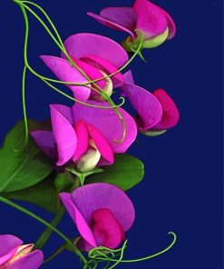 Aesthetic Sweet Pea Flower paint by numbers