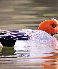 Aesthetic Wigeon Bird In Lake Paint By Number