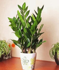 Aesthetic Zamioculcas Plant paint by numbers