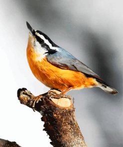 Aesthetic Beautiful Nuthatch Bird paint by numbers