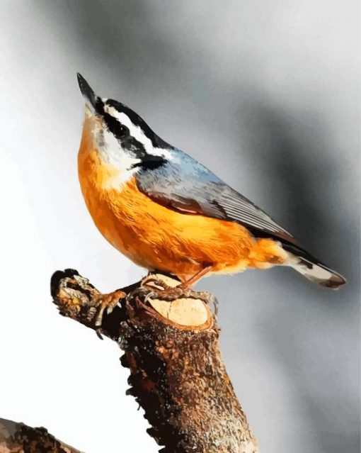 Aesthetic Beautiful Nuthatch Bird paint by numbers