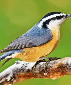 Aesthetic Nuthatch Bird Paint By Number