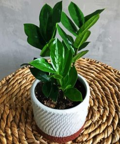 Aesthetic Plant Zamioculcas paint by numbers