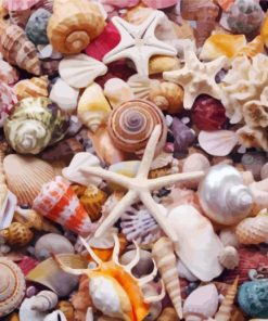 Aesthetic Seashells Illustration Paint By Number