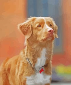 Aesthetic Toller Pet Paint By Number