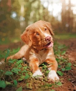 Aesthetic Toller Puppy Paint By Number