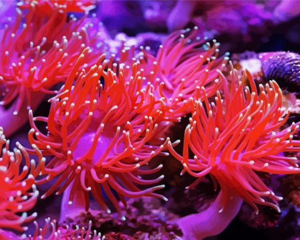 Anemones Pink Paint By Number