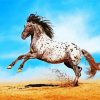 Appaloosa Animal Paint By Number