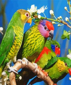 Beautiful Birds paint by numbers