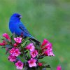 Beautiful Blue Bird and Flowers paint by numbers