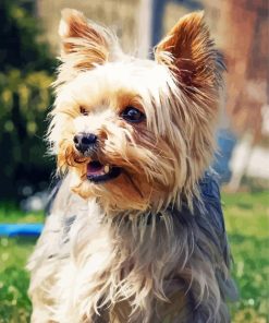 Beige Yorkshire Terrier Dog paint by numbers