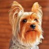 Beige and Brown Yorkshire Terrier paint by numbers