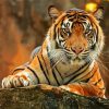 Bengal Tiger Animal paint by numbers