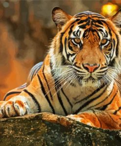 Bengal Tiger Animal paint by numbers