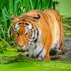 Bengal Tiger in The Water paint by numbers