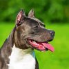 Black American Staffordshire Terrier paint by numbers