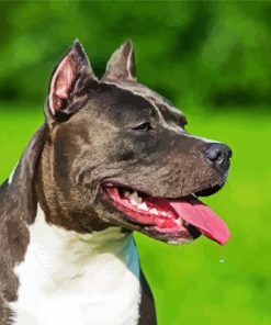 Black American Staffordshire Terrier paint by numbers