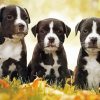 Black American Staffordshire Terrier Puppies paint by numbers