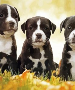 Black American Staffordshire Terrier Puppies paint by numbers