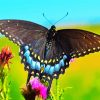 Black Swallowtail paint by numbers