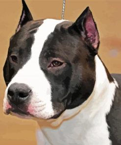 Black And White American Staffordshire Terrier Paint By Number