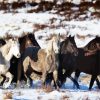 Black and White Brumby Flock paint by numbers