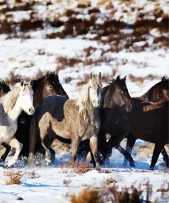 Black and White Brumby Flock paint by numbers