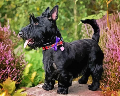 Black Scottish Terrier Paint By Number