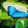 Blue Morpho Butterfly Paint By Number