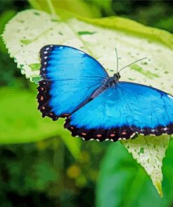 Blue Morpho Butterfly Paint By Number