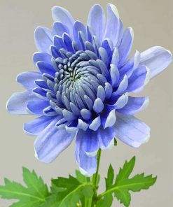 Blue Chrysanthemum paint by numbers