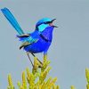 Blue Wren paint by numbers