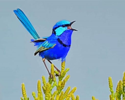 Blue Wren paint by numbers