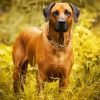 Brown Rhodesian Ridgeback paint by numbers