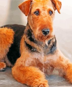 Brown Airedale Terrier Paint By Number