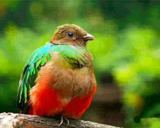 Brown Head Quetzal paint by numbers