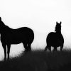 Brumbies Silhouette paint by numbers