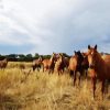 Brumby Flock paint by numbers