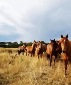 Brumby Flock paint by numbers