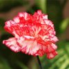 Carnations Flower Paint By Number