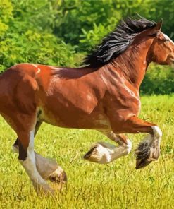 Clydesdale Horse Running Paint By Number