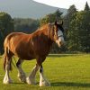 Clydesdale In Field Paint By Number