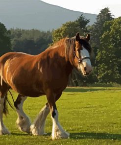 Clydesdale In Field Paint By Number