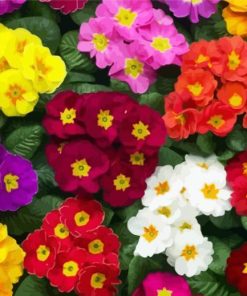 Colorful Primroses paint by numbers