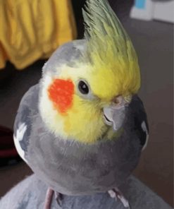 Cute Cockatiel Bird paint by numbers