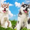 Cute Huskies paint by numbers