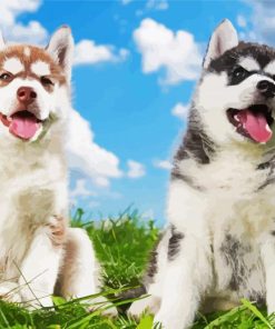 Cute Huskies paint by numbers