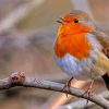 Cute Robin Bird Paint By Number