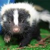 Cute Skunk paint by numbers